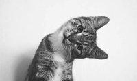猫尿床是因为什么原因引起的(猫尿床是怎么回事)