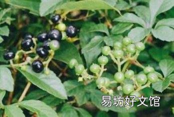 绞股蓝茶的药用 绞股蓝茶的功效与作用