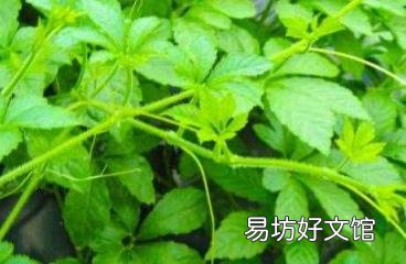 绞股蓝茶的药用 绞股蓝茶的功效与作用