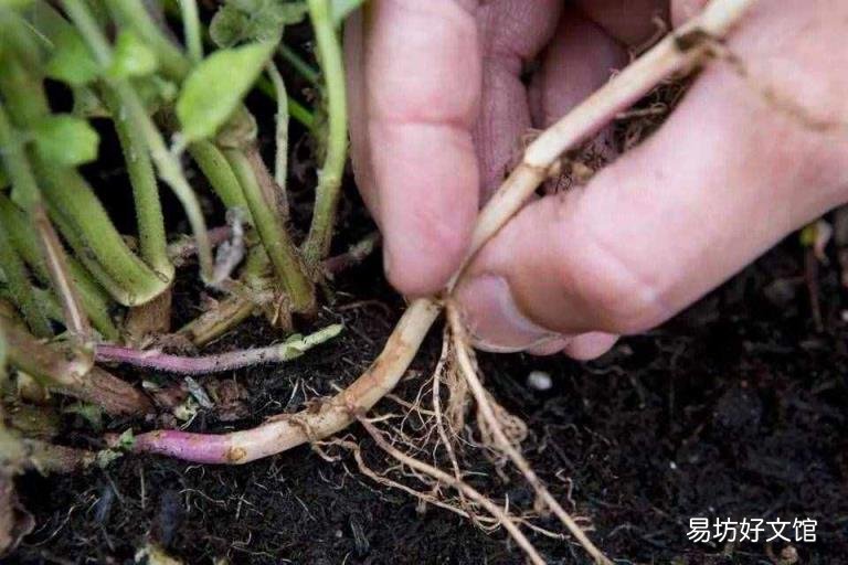 薄荷对男性性功能影响 薄荷怎么养