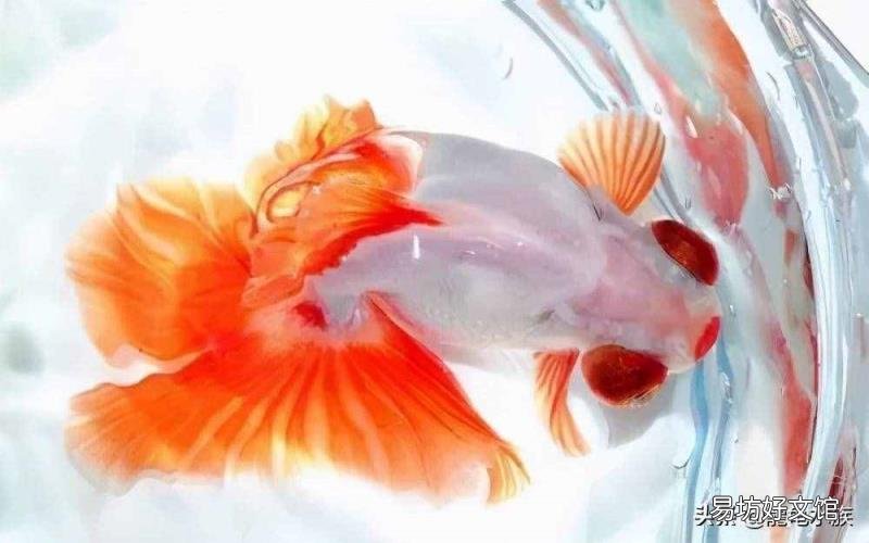 最好养的热带鱼有哪几种 热带鱼品种