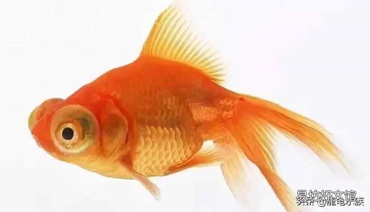 最好养的热带鱼有哪几种 热带鱼品种