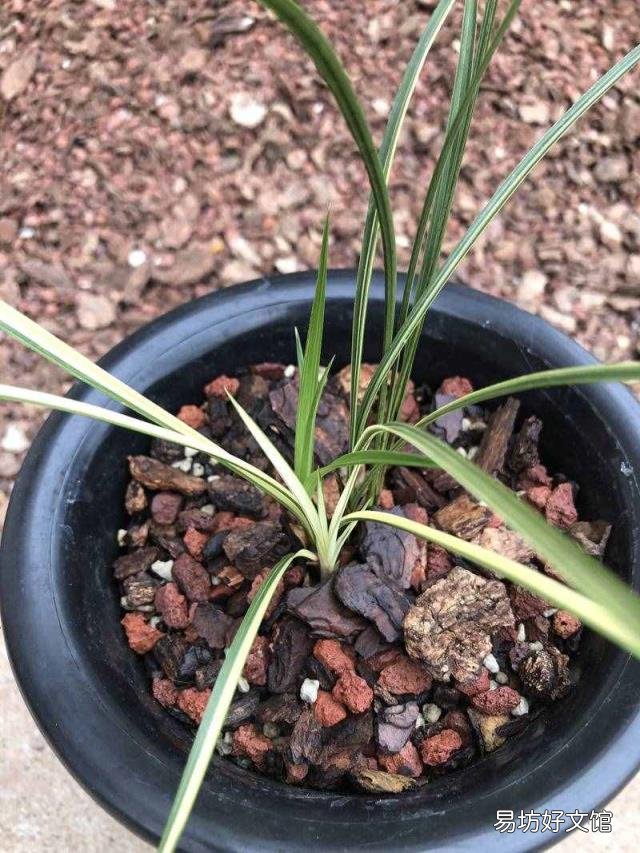 新手养兰花的正确方法 兰花的养殖方法