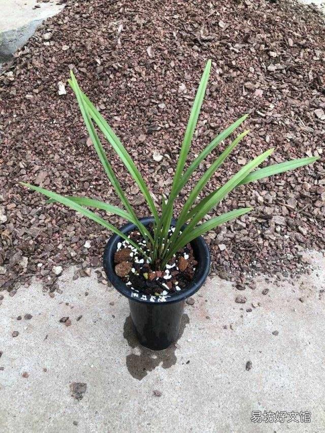 新手养兰花的正确方法 兰花的养殖方法