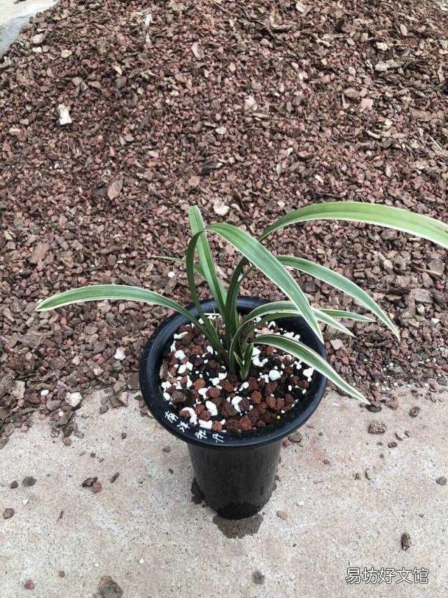 新手养兰花的正确方法 兰花的养殖方法