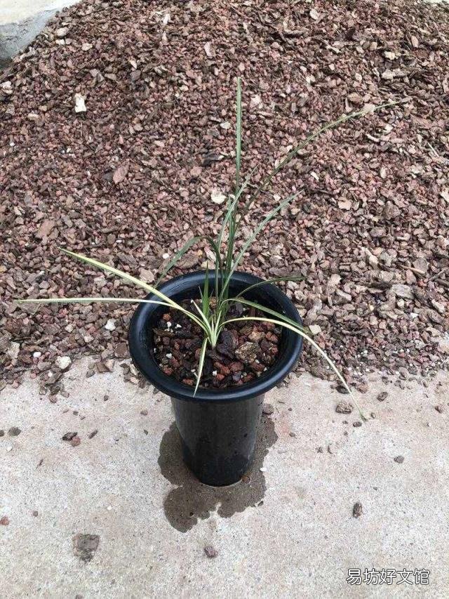 新手养兰花的正确方法 兰花的养殖方法