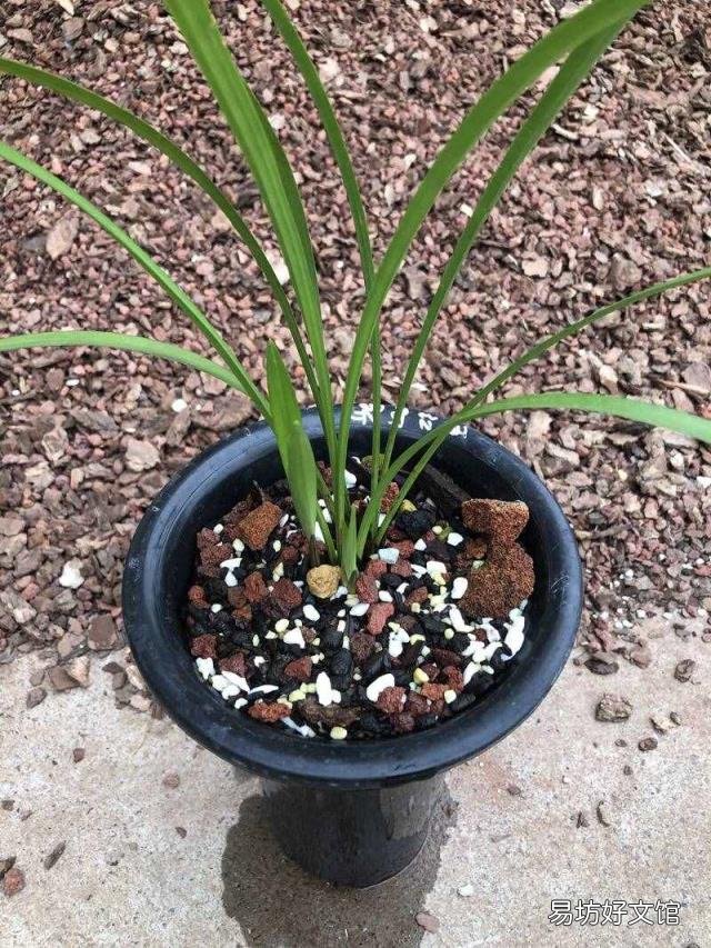 新手养兰花的正确方法 兰花的养殖方法