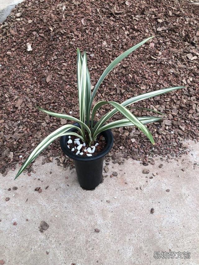 新手养兰花的正确方法 兰花的养殖方法