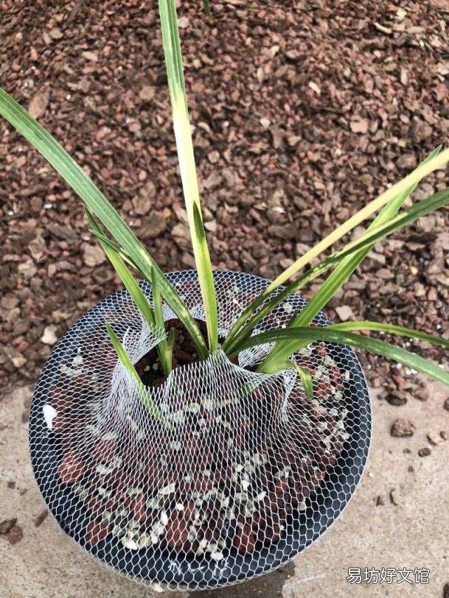 新手养兰花的正确方法 兰花的养殖方法