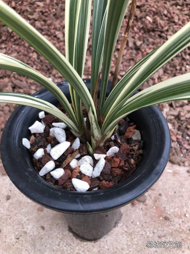 新手养兰花的正确方法 兰花的养殖方法