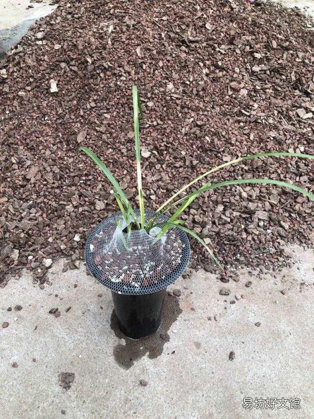 新手养兰花的正确方法 兰花的养殖方法