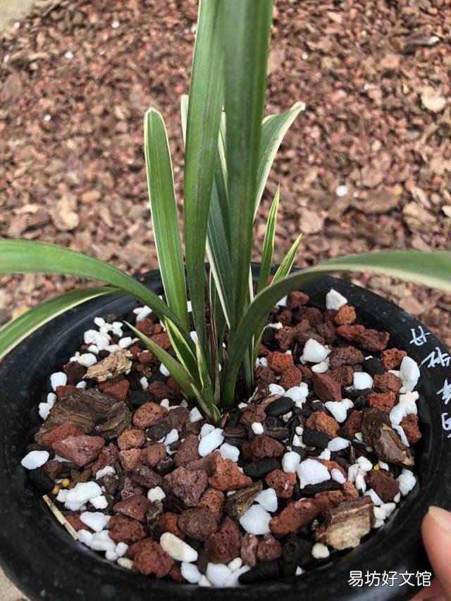 新手养兰花的正确方法 兰花的养殖方法