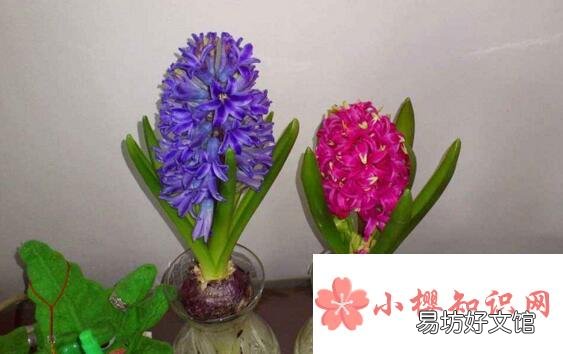 风信子的养殖方法与注意事项有哪些？