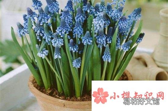 风信子的养殖方法与注意事项有哪些？