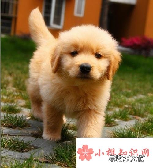 谁的尾巴像什么仿写句子有哪些?
