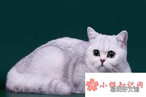 谁的尾巴像什么仿写句子有哪些?