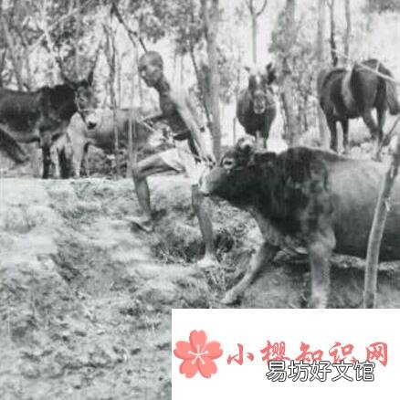 1975洪水为什么不公开？