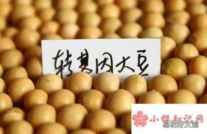 杂交水稻是转基因吗?
