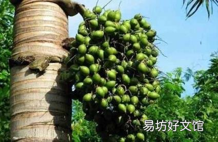吃槟榔为啥会出汗 吃槟榔为什么会出汗