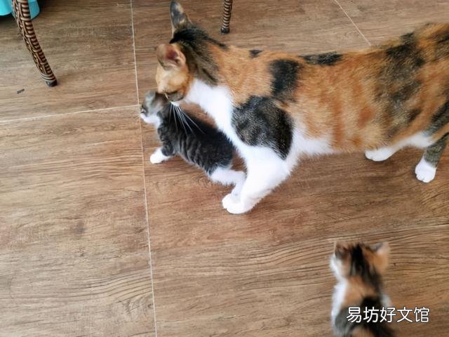怎样防止母猫转移小猫(母猫将幼猫移走怎么办)