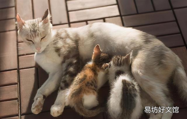 怎样防止母猫转移小猫(母猫将幼猫移走怎么办)