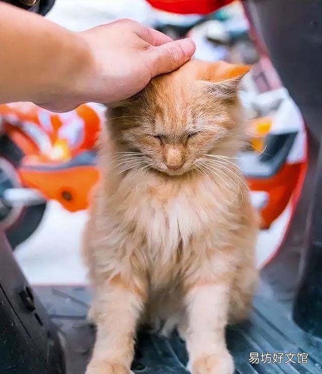 没出过门的猫咪跑丢了(没出过门的猫咪跑丢了会自己回来吗)