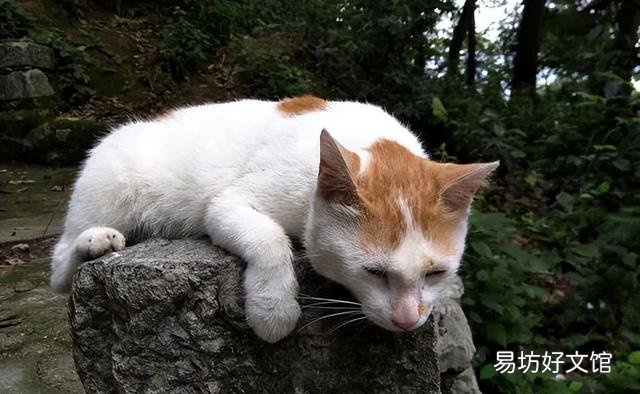 没出过门的猫咪跑丢了(没出过门的猫咪跑丢了会自己回来吗)