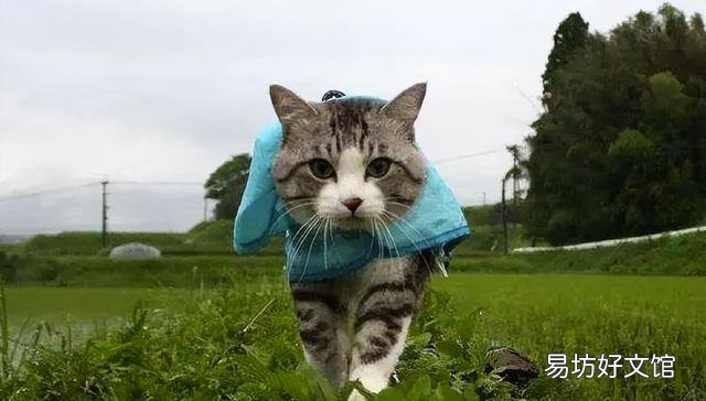 没出过门的猫咪跑丢了(没出过门的猫咪跑丢了会自己回来吗)