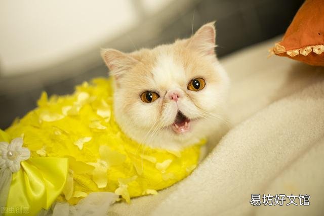 猫咪眼部上方毛突然稀疏了(猫眼睛上面突然毛稀疏怎么回事)