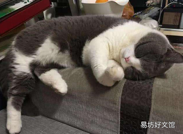 猫为啥喜欢凑人脸上闻(猫为啥喜欢凑人脸上闻来闻去)