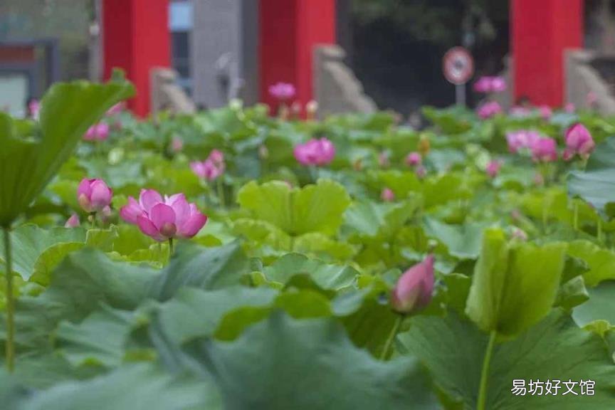四川自主招生 四川大学自主招生