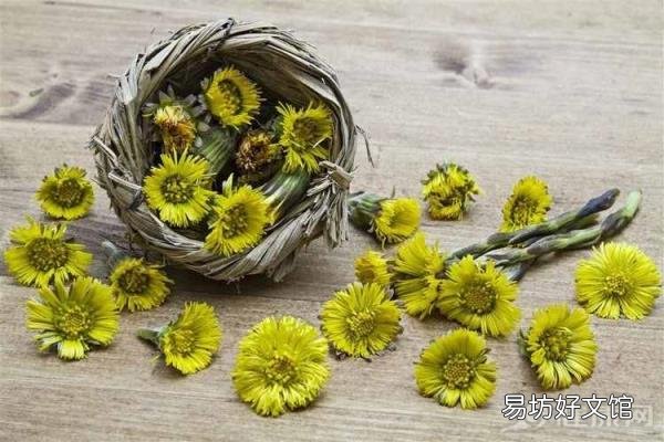 菊花茶的功效与作用及禁忌 菊花茶解药吗