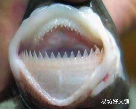 蓝鲸有天敌吗? 蓝鲸吃什么