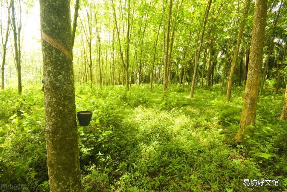 泰国橡木和橡胶木区别 橡胶木和橡木的区别