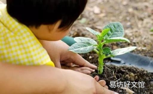 制取氨气的 氨气的性质