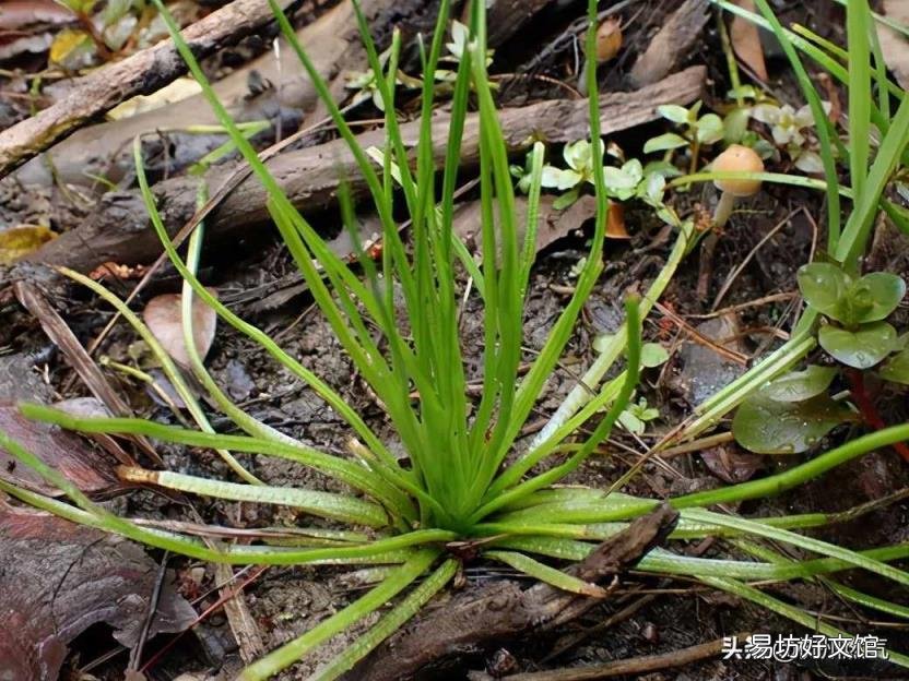 海洋生物化石 植物活化石