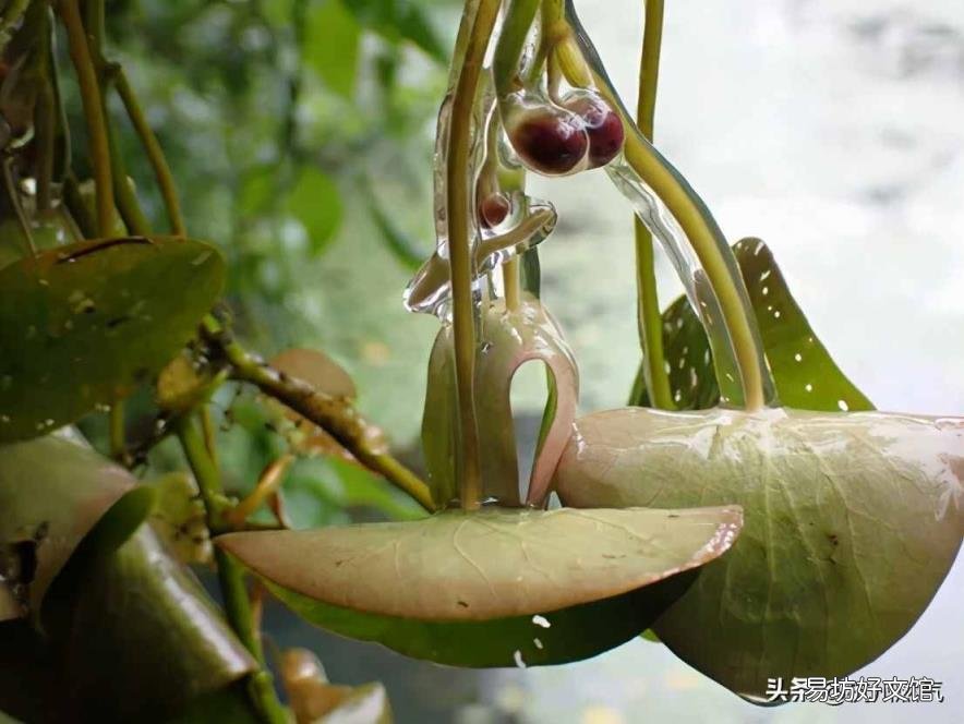 海洋生物化石 植物活化石