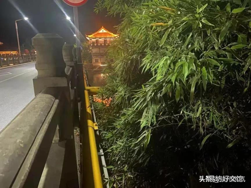 海洋生物化石 植物活化石