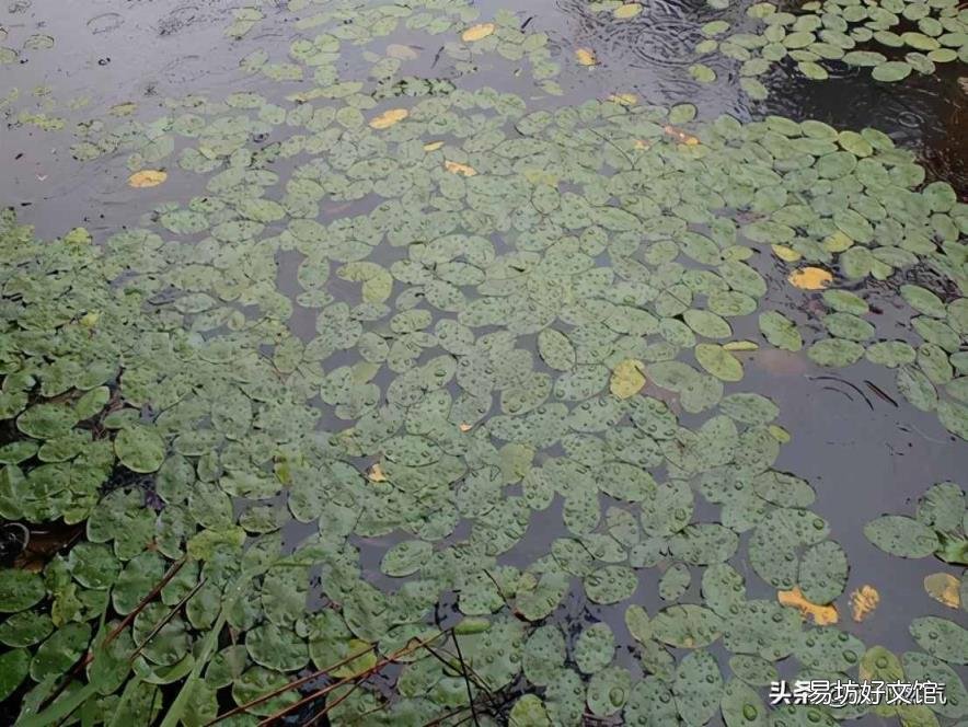海洋生物化石 植物活化石
