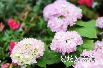 男人说乱花渐欲迷人眼的寓意 乱花渐欲迷人眼下一句
