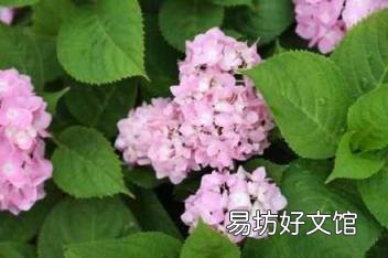 男人说乱花渐欲迷人眼的寓意 乱花渐欲迷人眼下一句