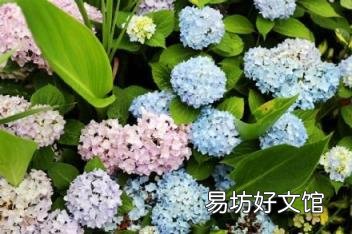 男人说乱花渐欲迷人眼的寓意 乱花渐欲迷人眼下一句