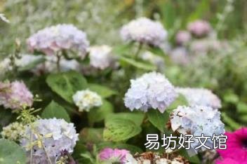 男人说乱花渐欲迷人眼的寓意 乱花渐欲迷人眼下一句