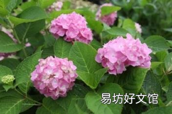 男人说乱花渐欲迷人眼的寓意 乱花渐欲迷人眼下一句