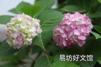 男人说乱花渐欲迷人眼的寓意 乱花渐欲迷人眼下一句