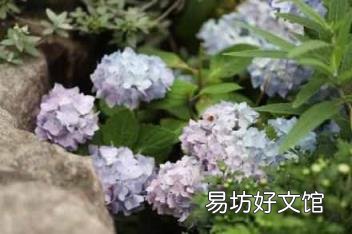 男人说乱花渐欲迷人眼的寓意 乱花渐欲迷人眼下一句