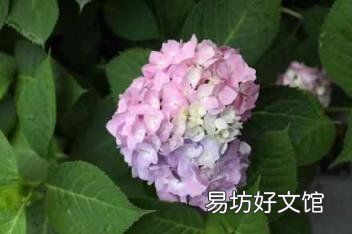 男人说乱花渐欲迷人眼的寓意 乱花渐欲迷人眼下一句