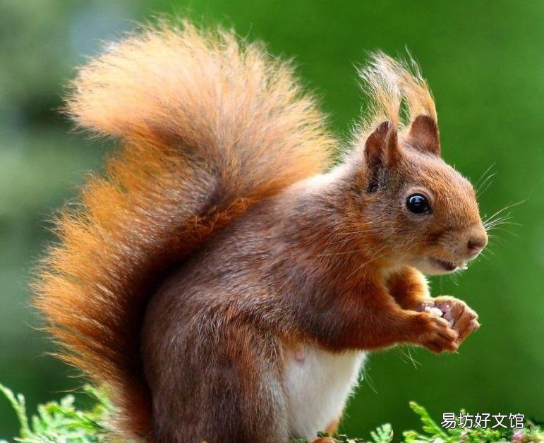 有几个说明方法 说明方法有哪几种