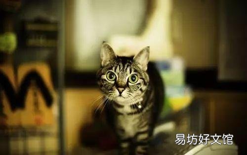 猫的应激反应怎样缓解(猫的应激反应怎么处理)