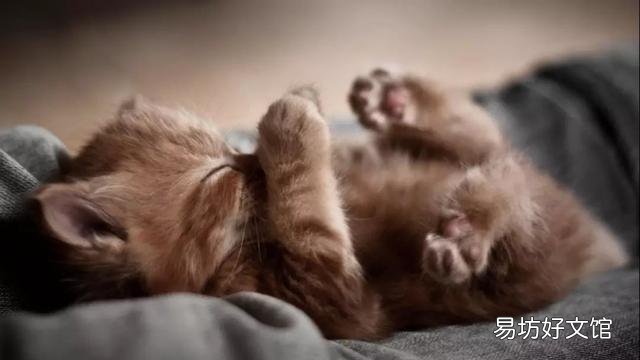 猫的应激反应怎样缓解(猫的应激反应怎么处理)
